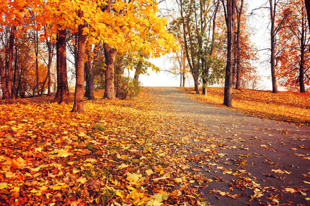 fot. shutterstock