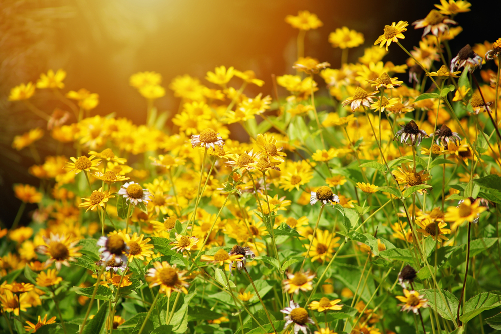 fot. shutterstock
