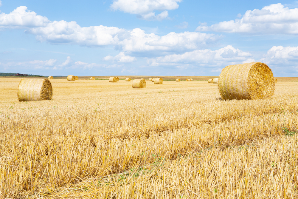 fot. shutterstock