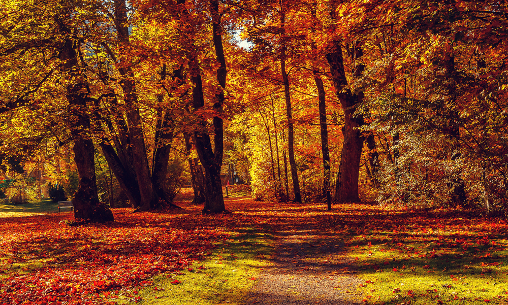 fot. shutterstock