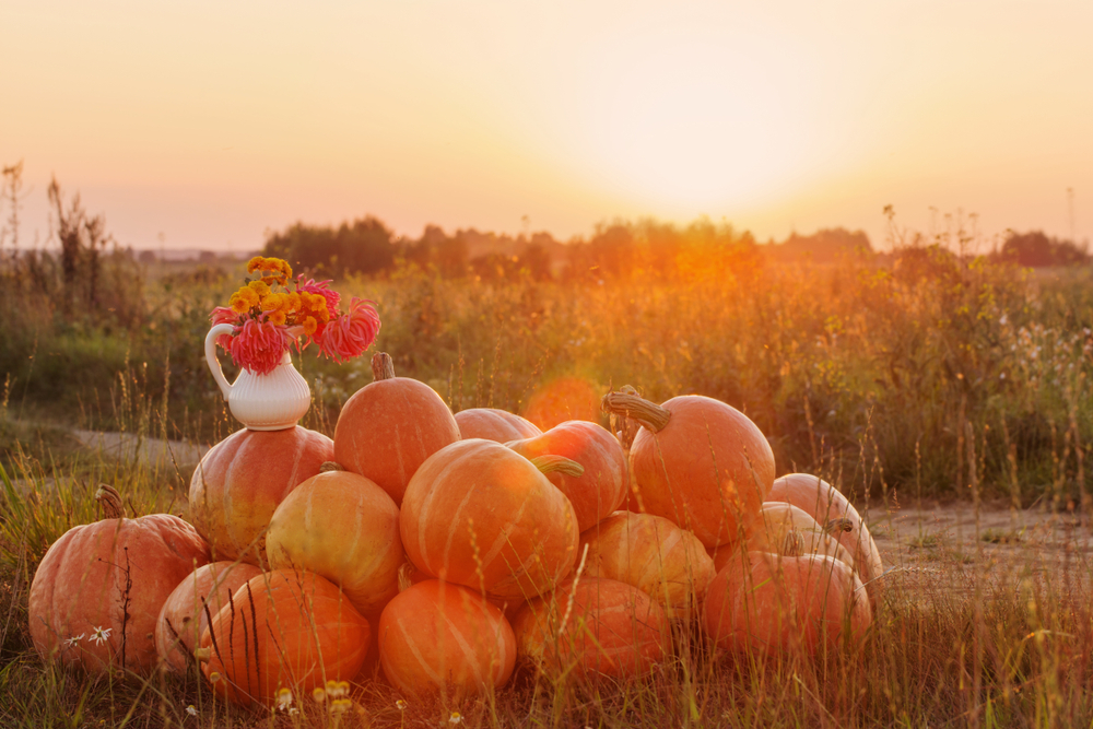 fot. shutterstock