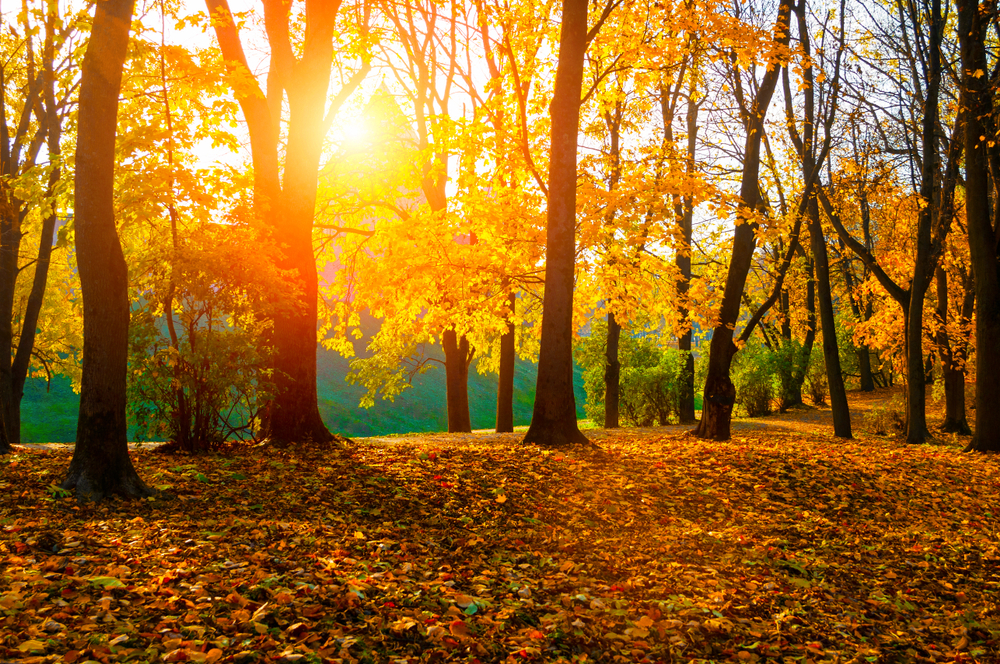 fot. shutterstock