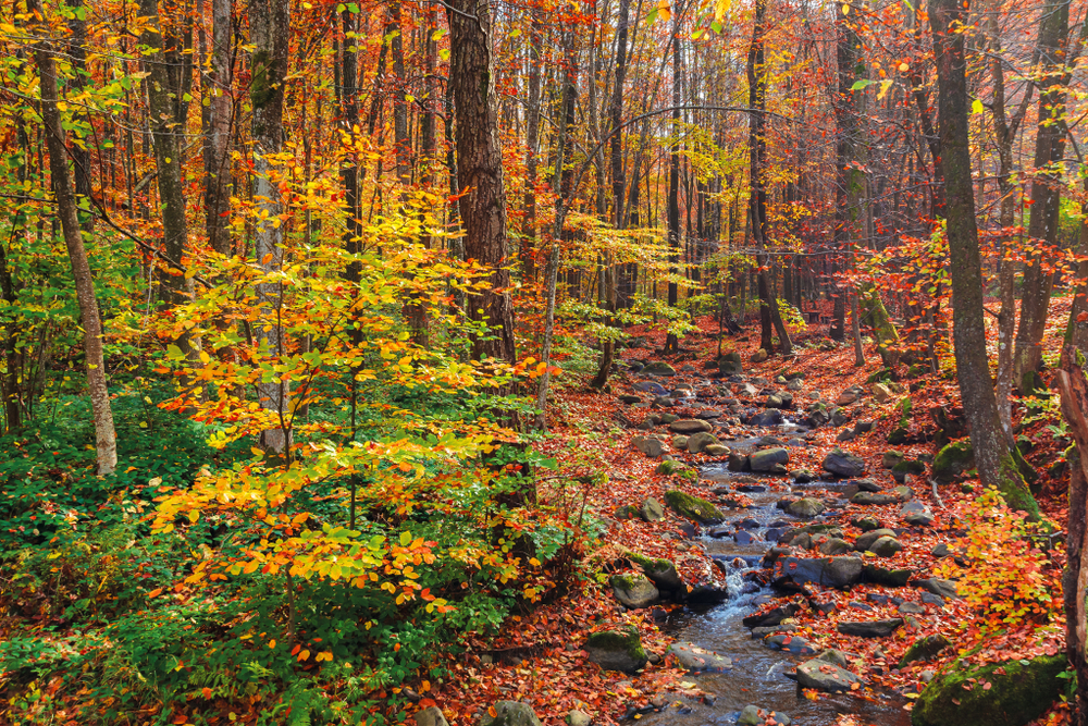 fot. shutterstock