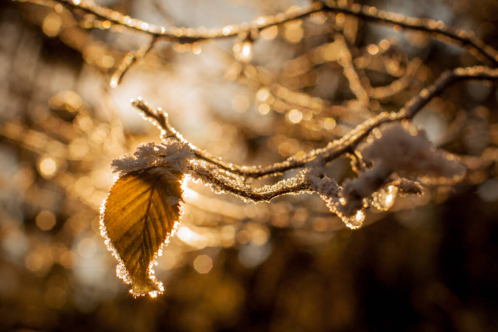 fot. shutterstock