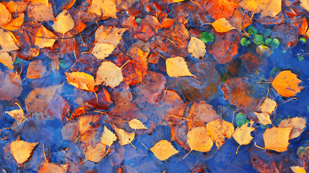 fot. shutterstock
