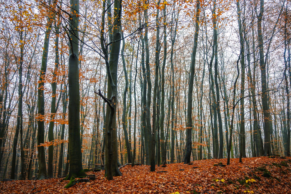 fot. shutterstock