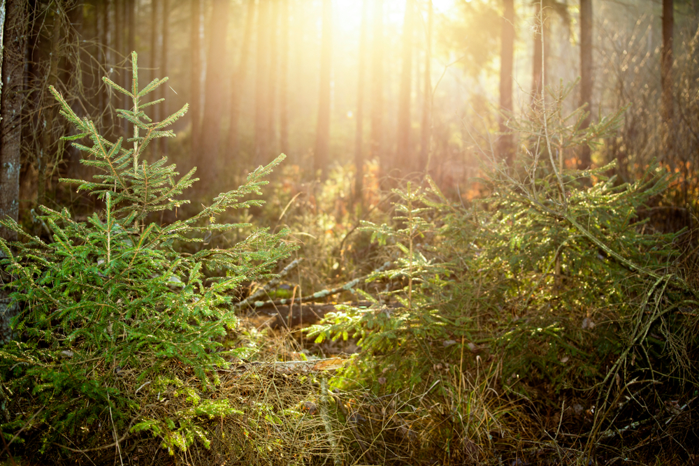 fot. shutterstock