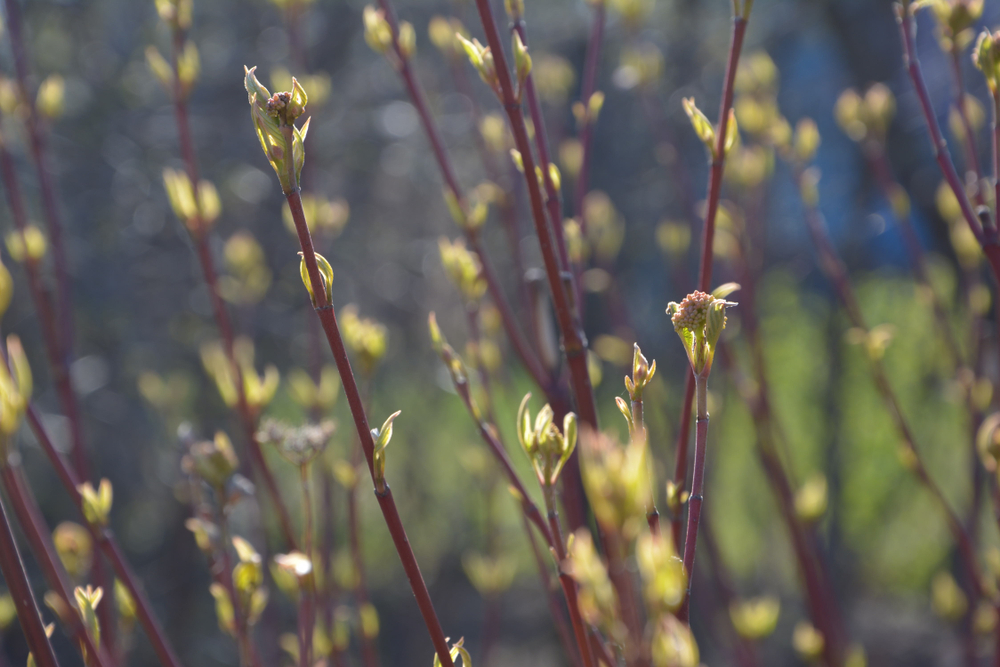 Fot. Vladimir Shulikovskiy/Shutterstock