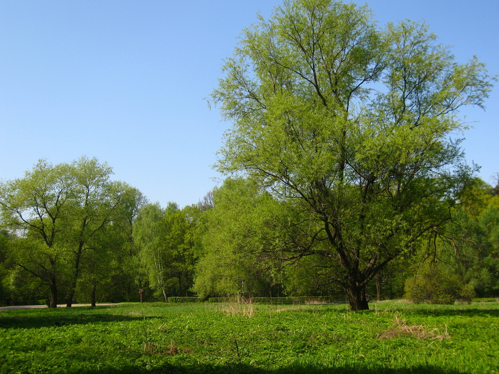 Fot. Irina Afonskaya/Shutterstock