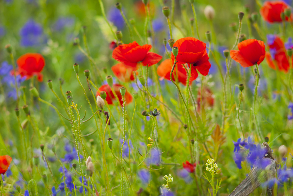 fot. shutterstock