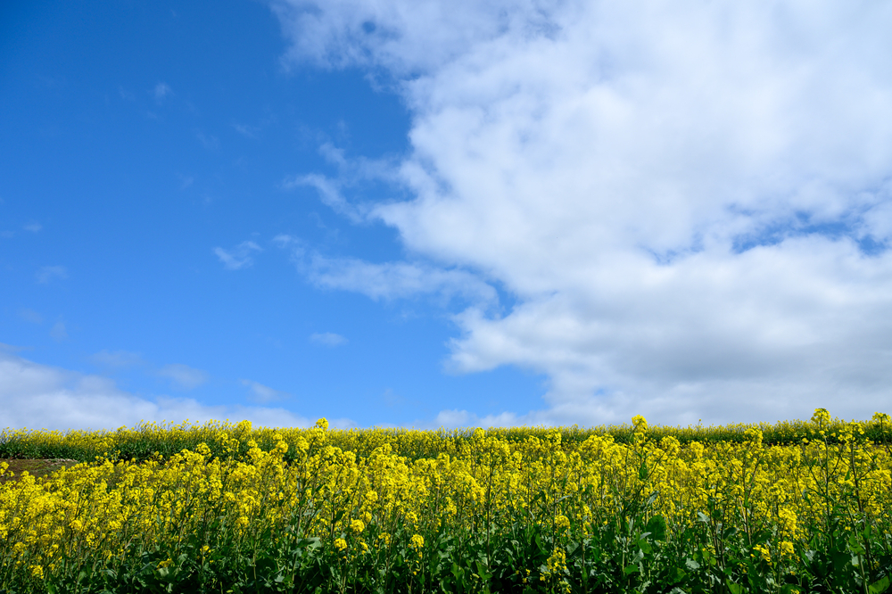 fot. shutterstock