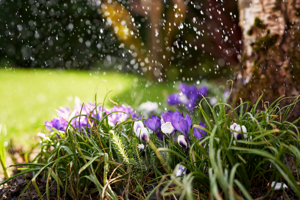 Fot. Tatyana Soares/Shutterstock