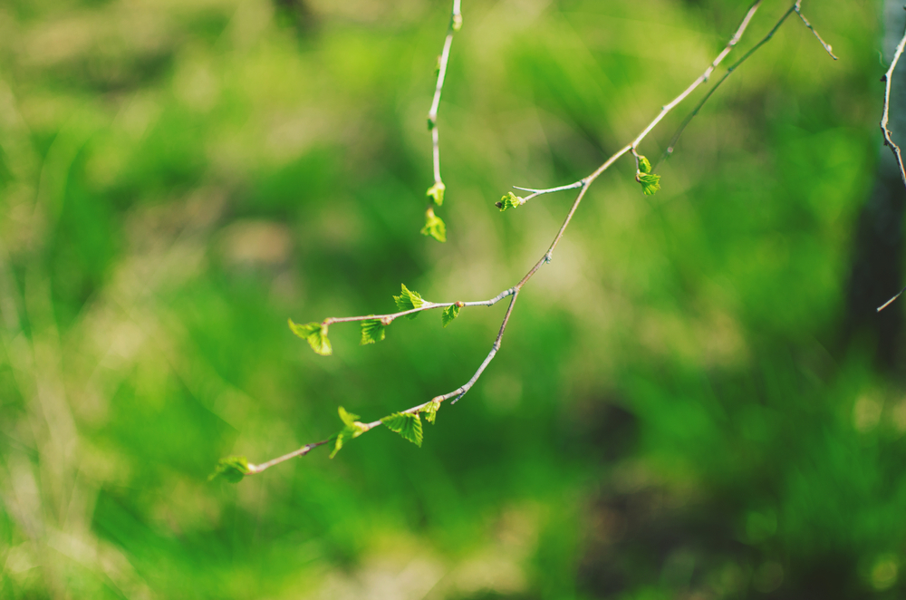 fot. shutterstock