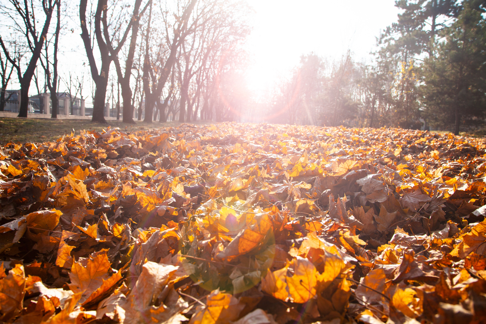 fot. shutterstock