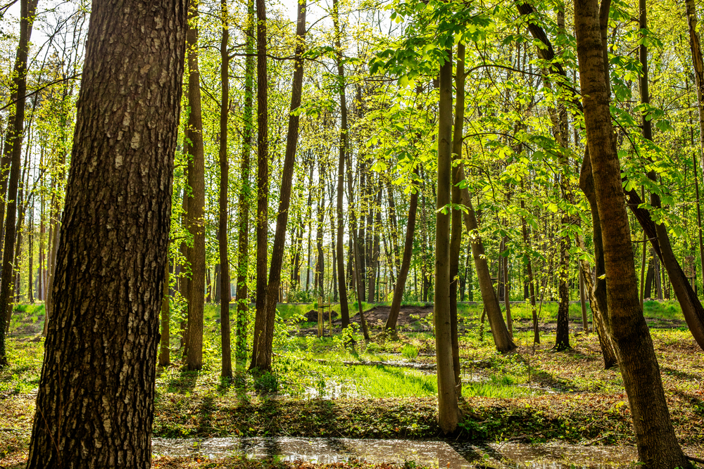 fot. shutterstock