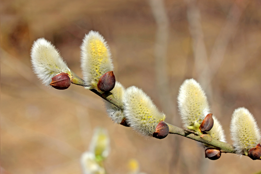fot. shutterstock