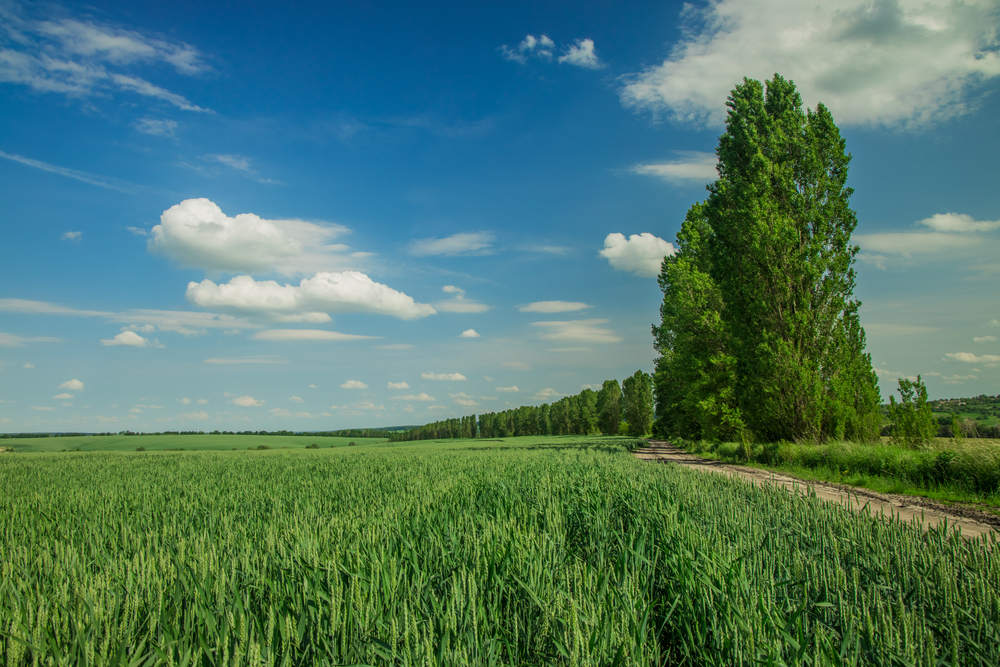 fot. shutterstock