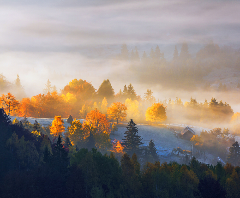 fot. shutterstock