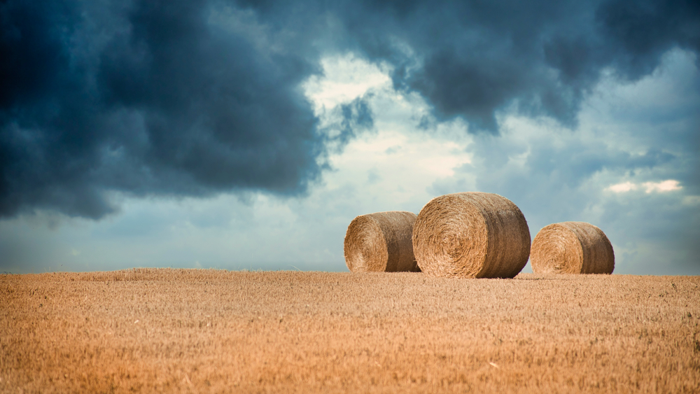 fot. shutterstock