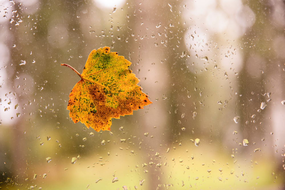 Fot. Elena Chirkova/Shutterstock