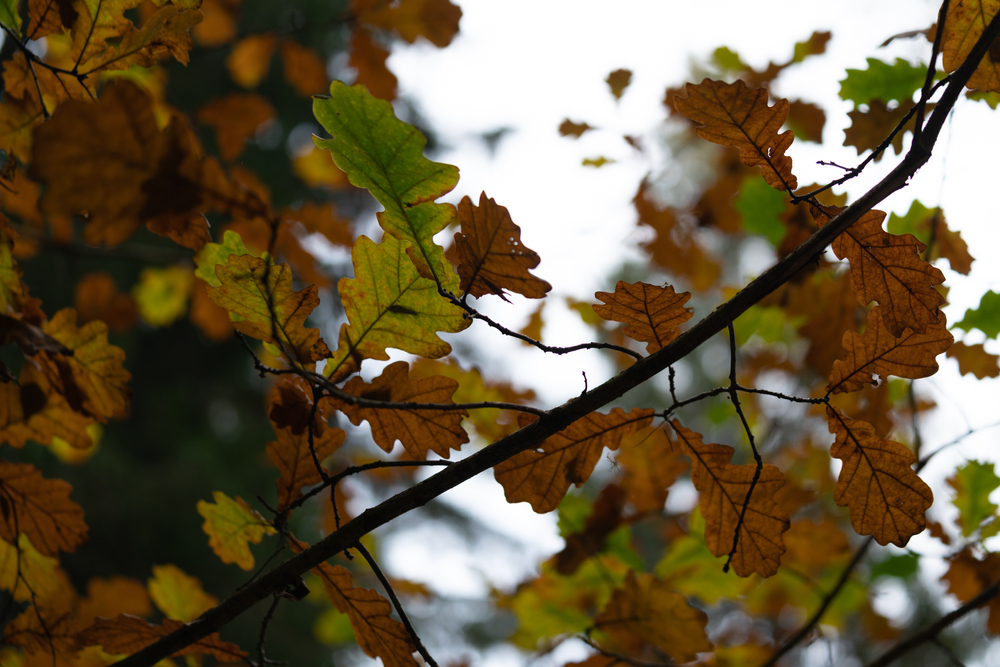 fot. shutterstock