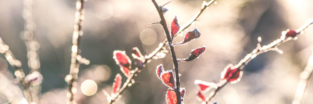 fot. shutterstock