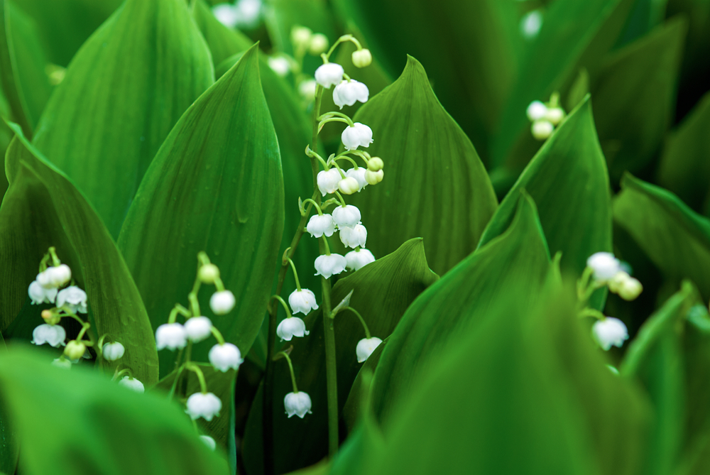 fot. shutterstock