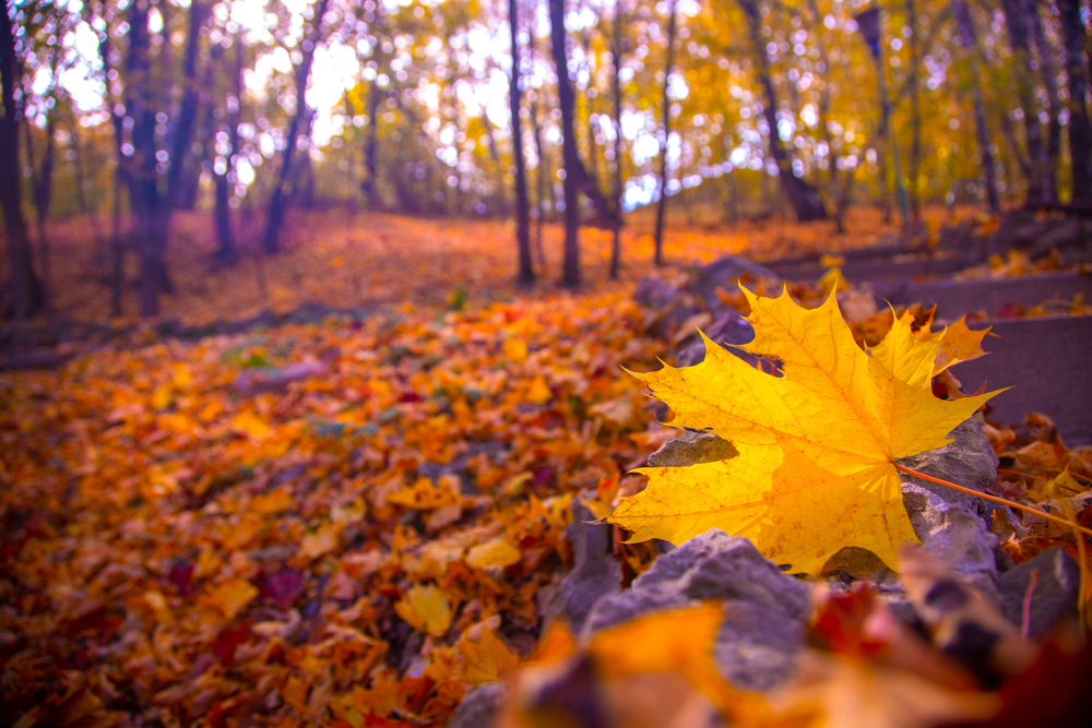 fot. shutterstock
