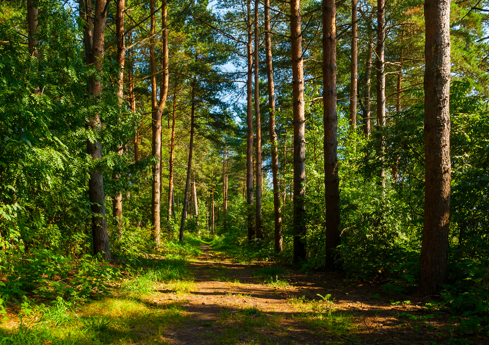 fot. shutterstock