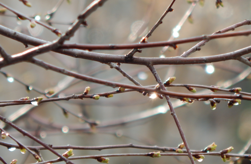 Fot. Mary Marahovsky/Shutterstock