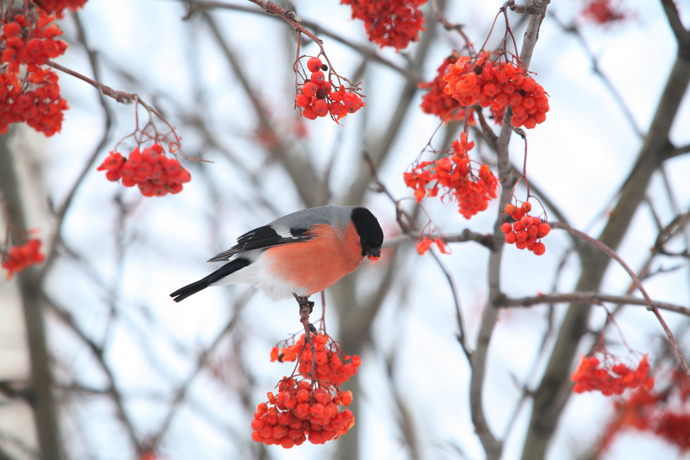 fot. shutterstock