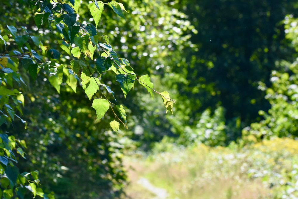 fot. shutterstock