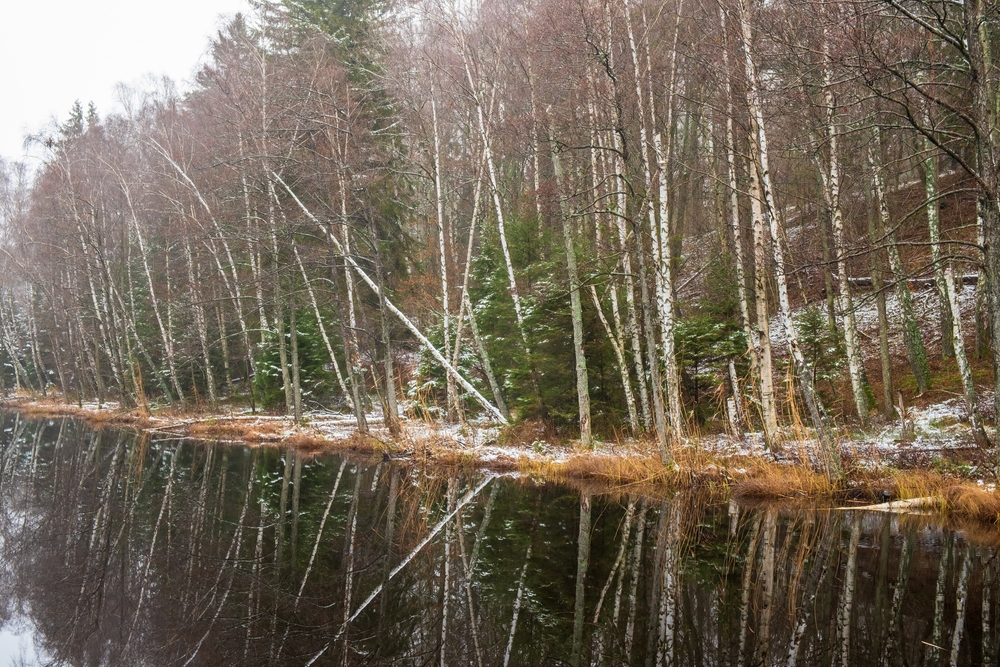 Fot. Lasse Johansson/Shutterstock