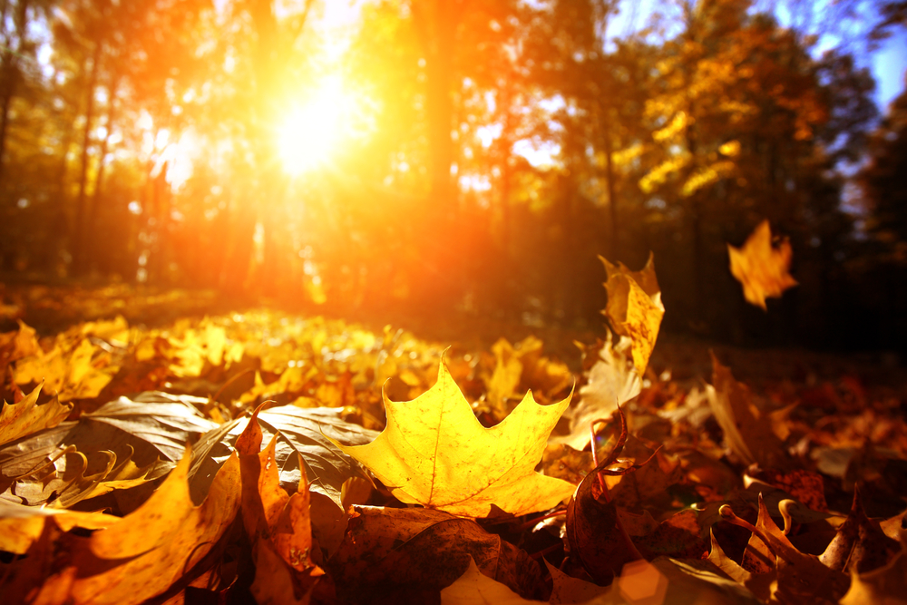 fot. shutterstock