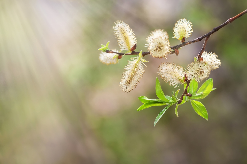 fot. shutterstock