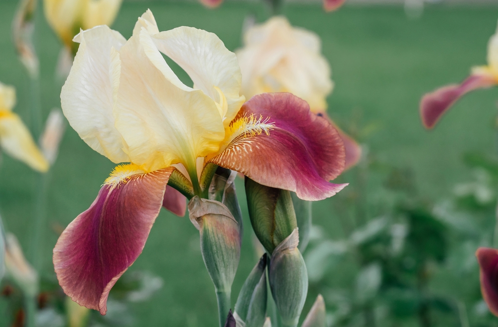 fot. shutterstock