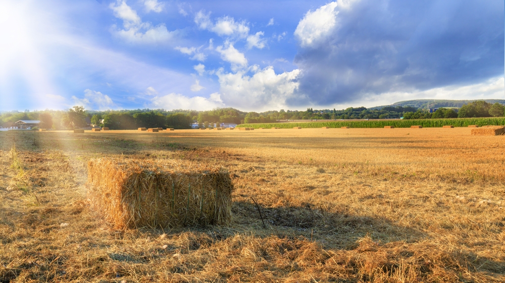 Fot. BartTa/Shutterstock