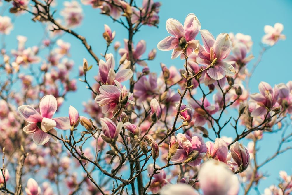 Fot. Robert Bodnar T/Shutterstock