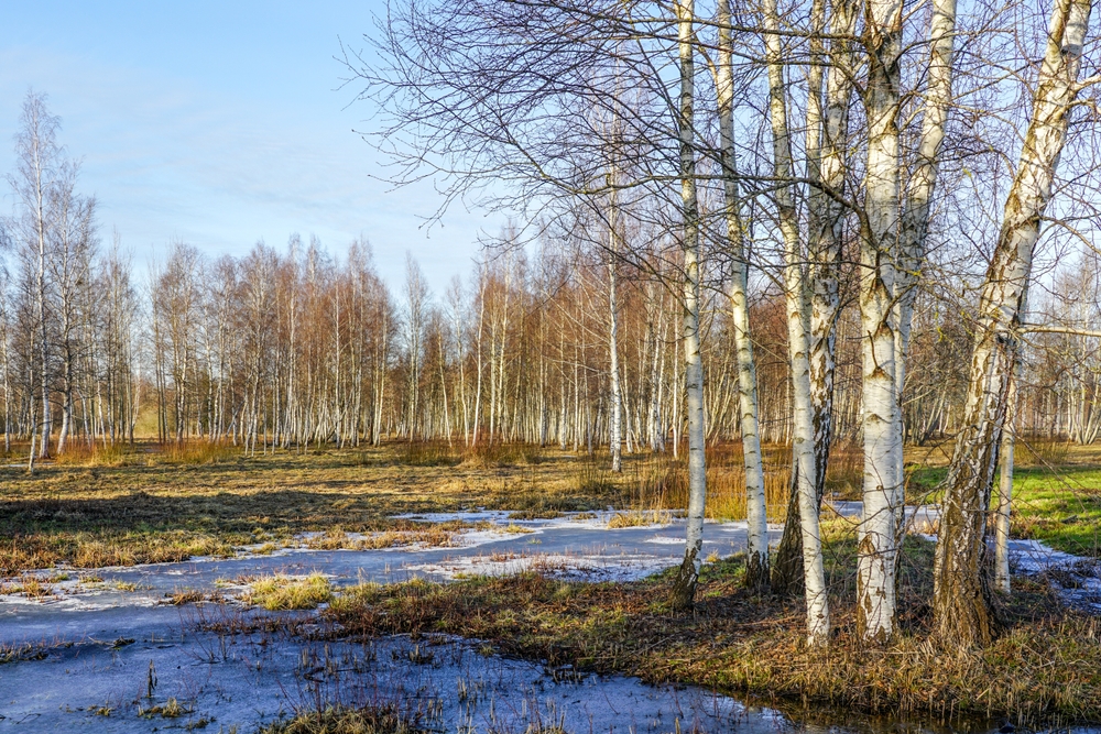 Zigmunds Dizgalvis/Shutterstock