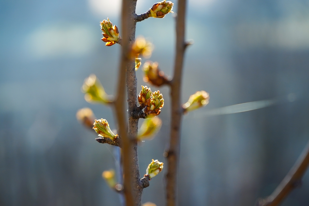 Fot. samoila ionut/Shutterstock
