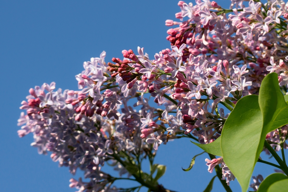 Fot. Foto-up/Shutterstock
