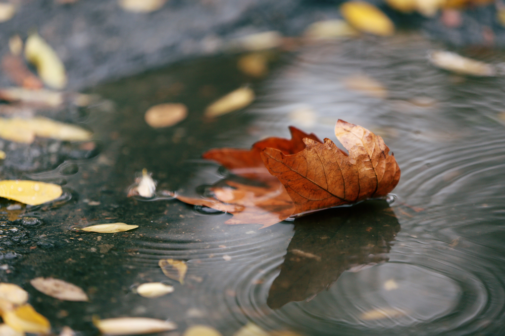 fot. shutterstock