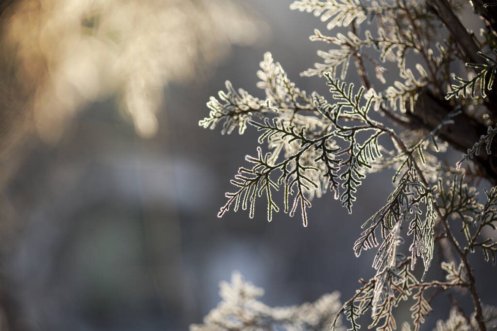 fot. shutterstock