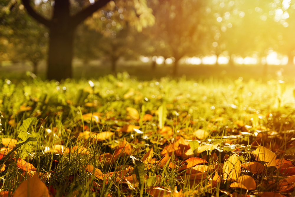 fot. shutterstock