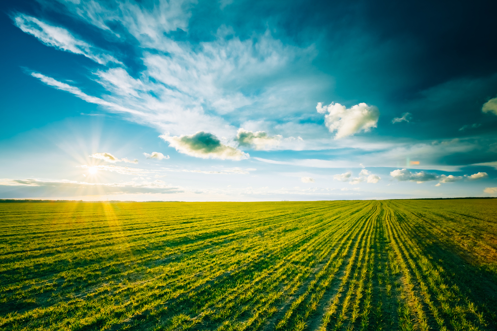 fot. shutterstock