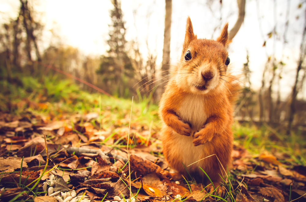 fot. shutterstock