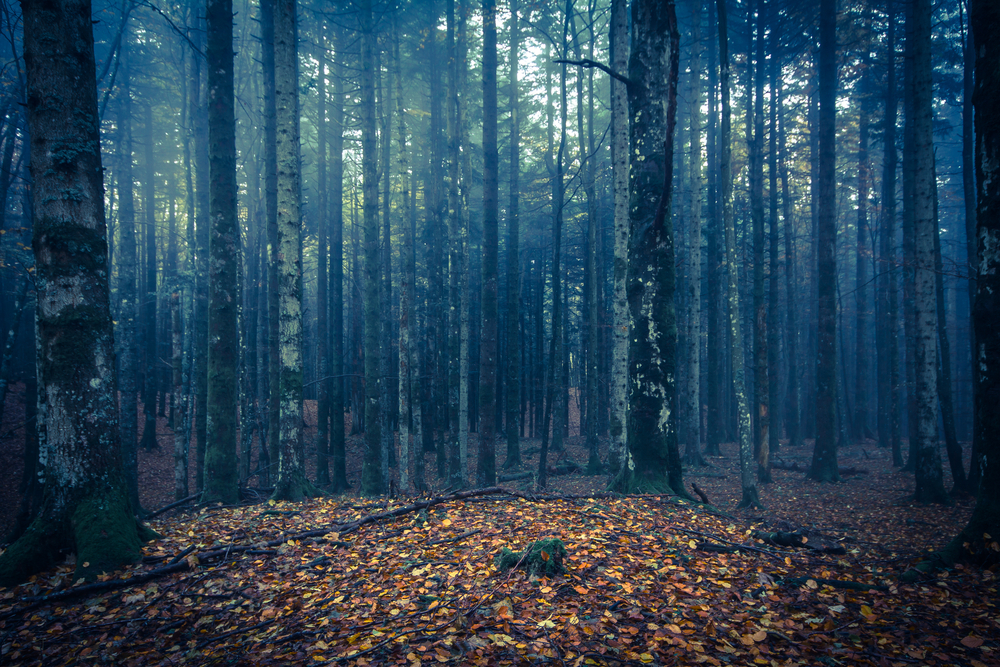 fot. shutterstock