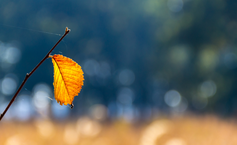 fot. shutterstock