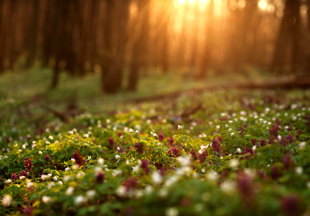 fot. shutterstock