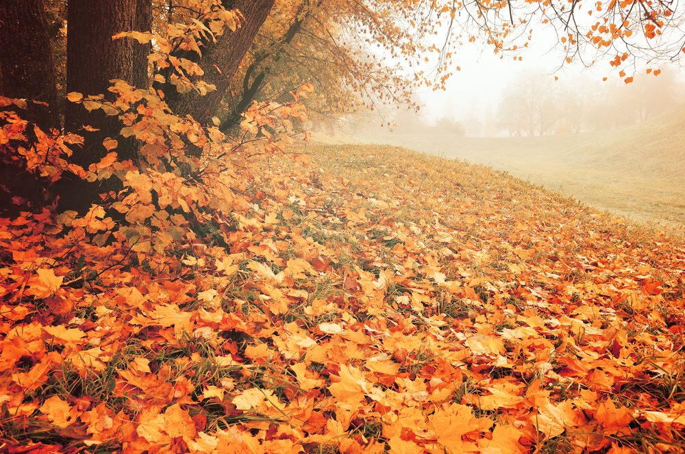 fot. shutterstock